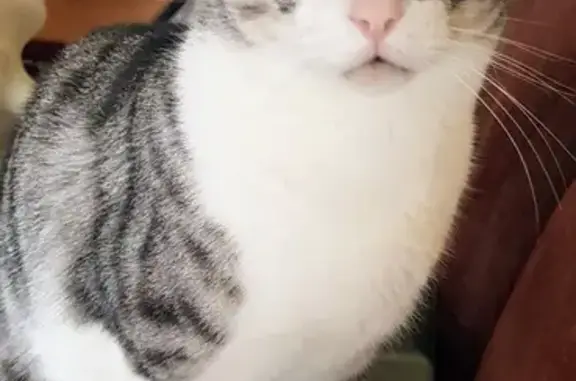 Chat perdu à Serris : Fidel, blanc et gris - photo