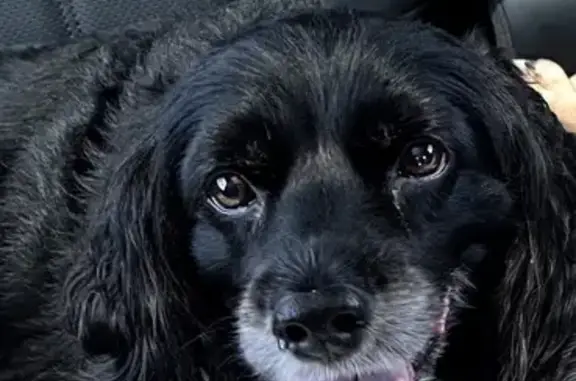 Lost Black Dog in Belle Meade Area