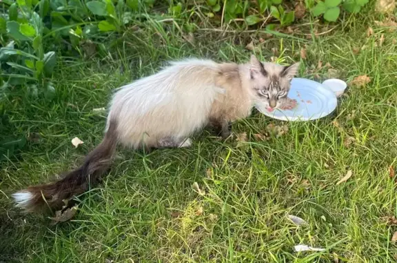 Chat trouvé Brest, photo: Jeune chat affamé rue Daniel Fery