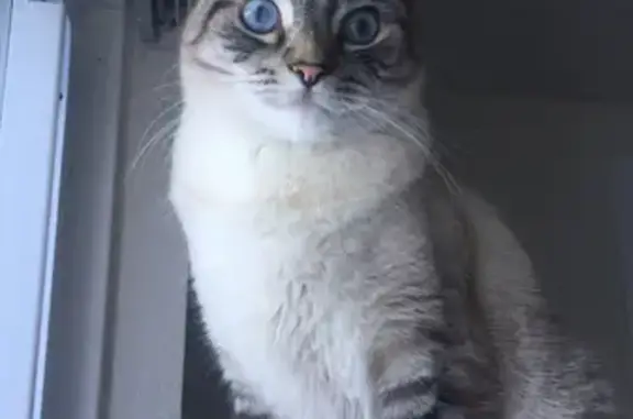 Lost and found pets Appleton, photo: Lost Siamese Mix Cat: North Lynndale Dr