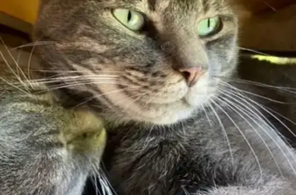 Chat perdu, , photo: Chatte grise Brioche disparue, 8 jours