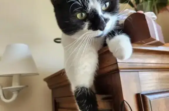 Chat perdu noir et blanc à Soissons - photo