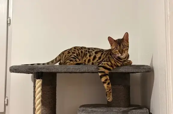 Animaux perdus Migennes, photo: Chat Bengal perdu à Migennes