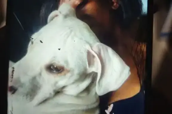 Lost Dog: Brown/White, Black Eye Patch