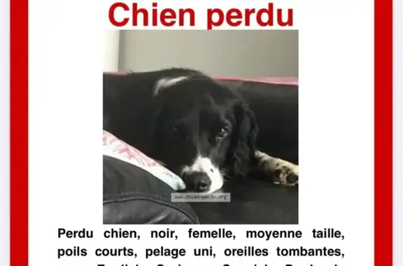 Chien Springer noir et blanc perdu à Trouy - photo