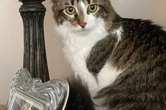 Lost Cat: Fluffy Tail & Light Neck