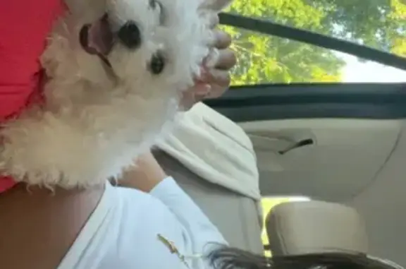 Lost pets Buford, photo: Lost: Sweet, Fluffy Dog Needs Help