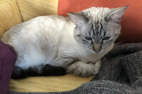 Chat perdu, Combloux, photo: Chatte perdue, Crème et blanche, Combloux