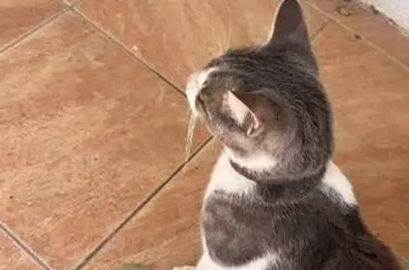 Chaton blanc et gris trouvé à Berre-l'Étang - photo