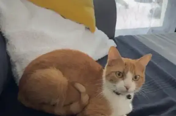 Animaux perdus Rosporden, photo: Chatte perdue, blanche et rousse, Rosporden