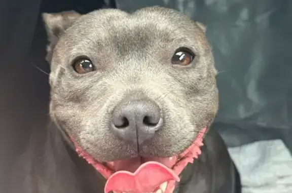 Chienne perdue à Vaucouleurs : Love, staffy - photo