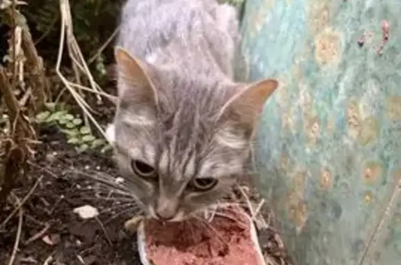 Chat tigré gris trouvé rue d'Alésia - photo