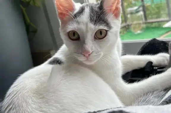 Búsqueda de mascotas, foto: Se busca: gata blanca con orejas grises en Alalpardo