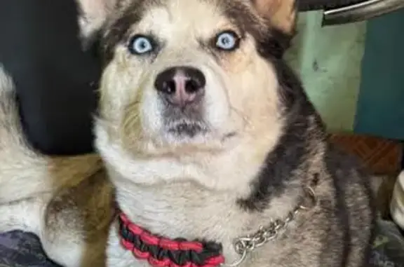 Animales perdidos , foto: Perro Husky Perdido: Lobo, Ojos Azules, Correa Roja