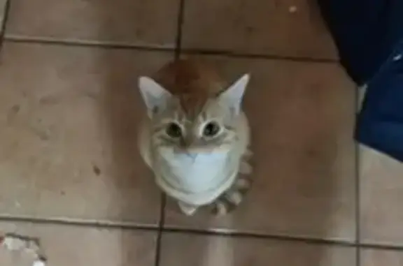 Help Find Gary: Anxious Orange & White Cat