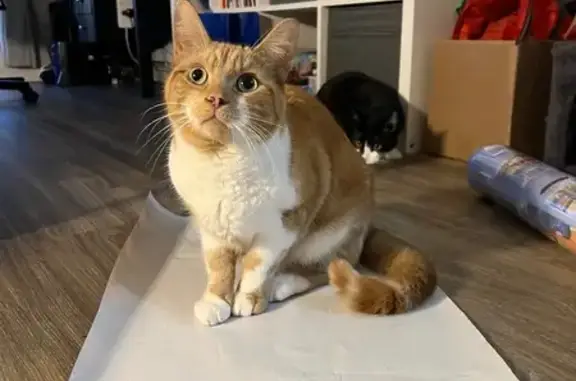 Lost Skittish Tabby in Cambridge Area