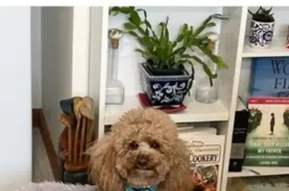 Missing dog , photo: Lost Apricot Poodle: Friendly but Shy