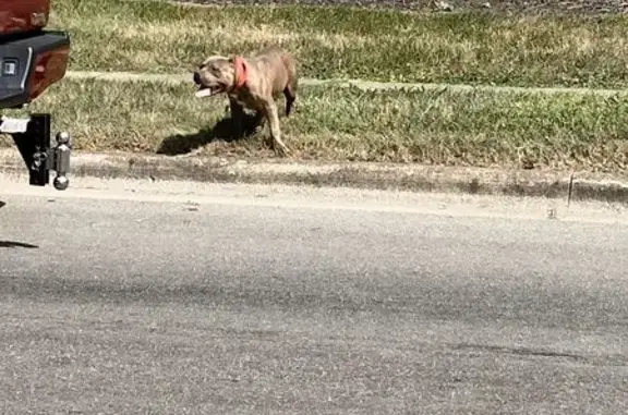 Found dog Canal Winchester, photo: Found: Friendly Dog on Long Rd, Canal Winchester