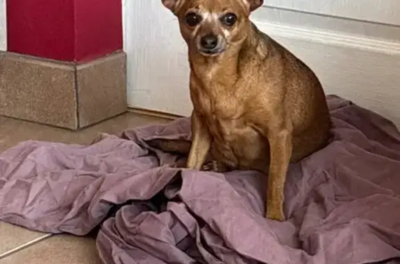 Chienne trouvée à Chasnais - photo