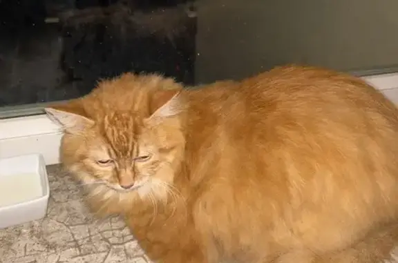 Animaux trouvés Valras-Plage, photo: Chat sage trouvé Rue Maréchal Leclerc