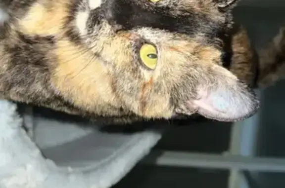 Lost Tortoiseshell Cat Cleo in Salisbury