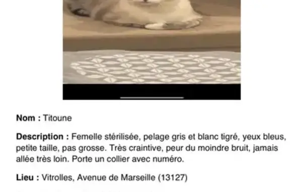 Animaux perdus Vitrolles, photo: Chatte perdue grise, collier rose, Vitrolles
