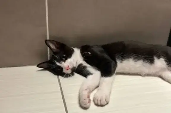 Animaux trouvés Brive-la-Gaillarde, photo: Chaton noir et blanc trouvé à Brive