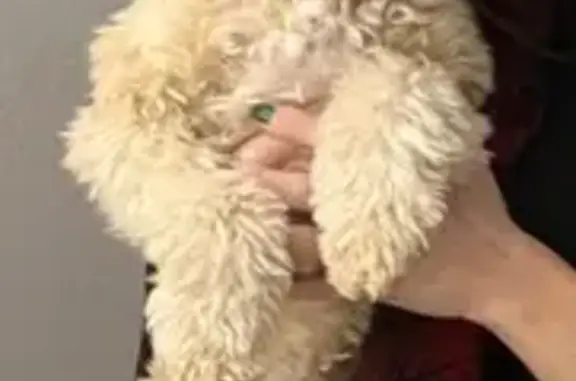 Lost Cream Maltipoo in Forest Lakes, AZ