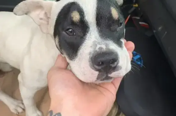 Lost Dog: White & Black Spots in Lawson