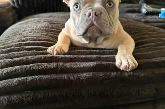 Lost Lilac Fawn Dog: Help Find Her!