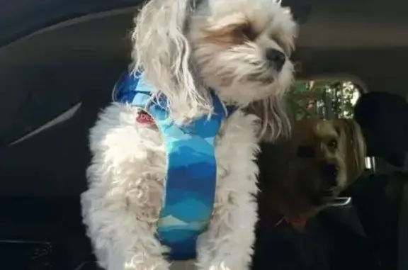 Lost Shih Tzu-Yorkie Mix on E. Arkansas Ave
