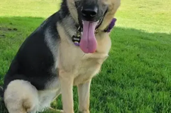 Missing dog Sandy, photo: Lost German Shepherd: Purple Collar, Sandy