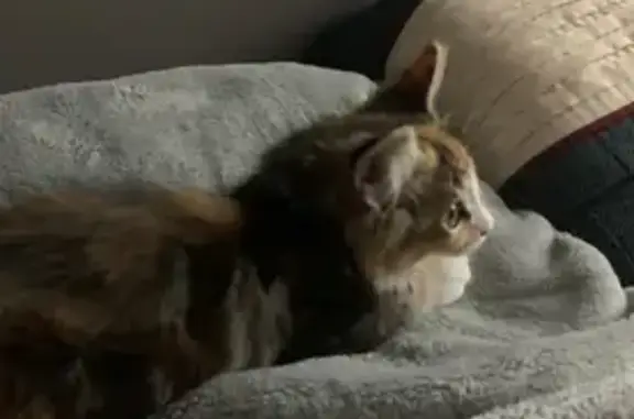 Blind Cat Lost: Long Fur, East Providence