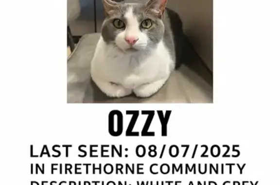Lost Friendly Cat: Grey & White in Houston