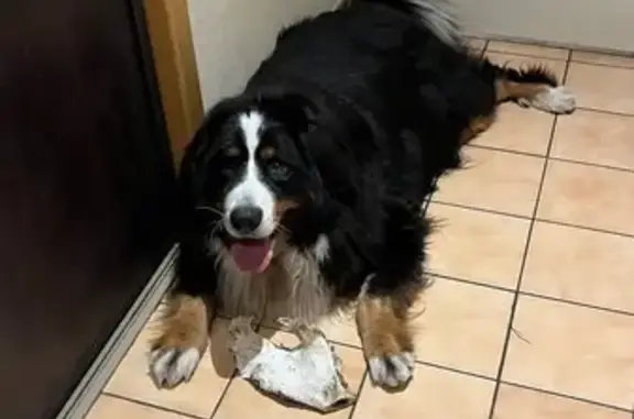 Chien perdu Pléneuf-Val-André, photo : Bouvier bernois perdu à Pléneuf-Val-André