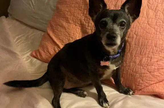 Lost: Small Black Dog, Needs Medication
