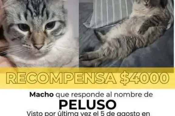 Gatos perdidos, , foto: Gato Perdido: Macho Atigrado en CDMX