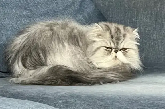 Lost Silver Tabby Persian - Call if Found!