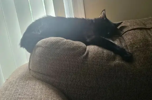 Lost Cat: Fluffy, Green-Eyed in Searcy