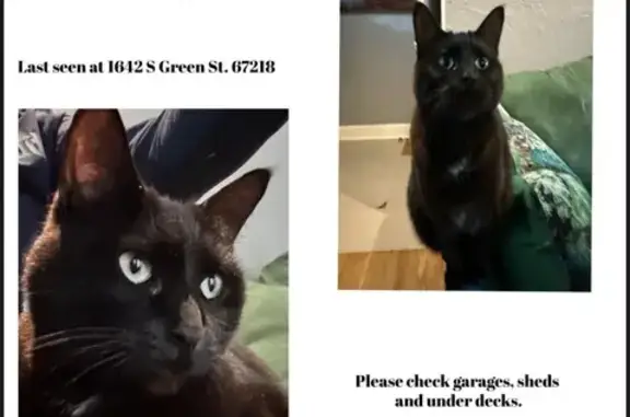 Lost Cat: Black with White Patch, Wichita