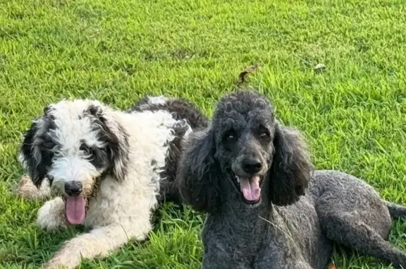Help Find Roxi & Friends: Lost Dogs Alert