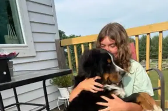 Missing dog Manton, photo: Lost Playful Puppy on West Main St!