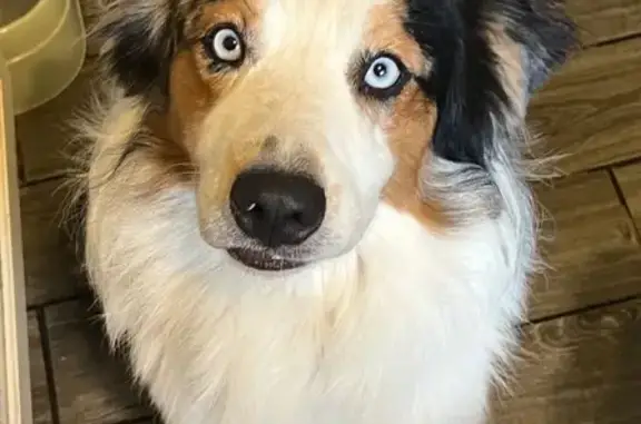 Lost Blue Merle Aussie on Blue Sage Circle