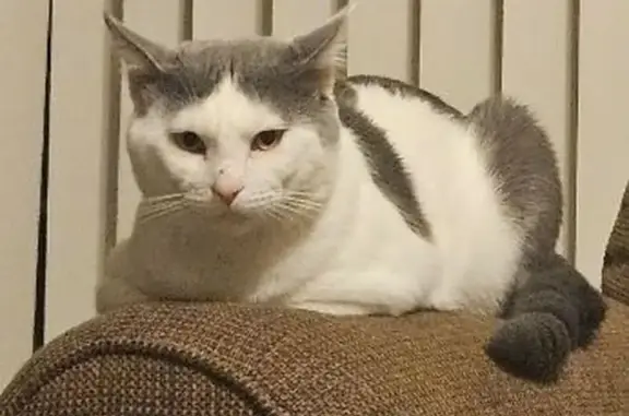 Lost Cat: White & Grey with Striped Tail