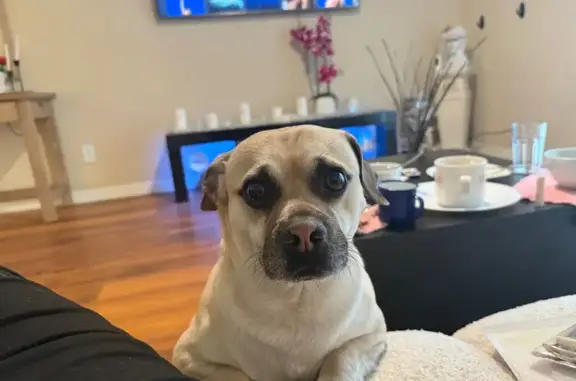 Lost Gold Pug Mix on N. 27th Ave, Phx
