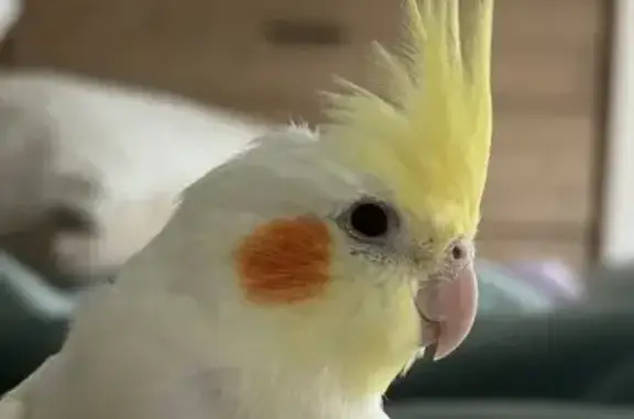 Lost Cockatiel: Yellow, Orange Cheeks, Melton
