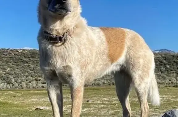 Lost Red Heeler: Sweet, Skittish & Small