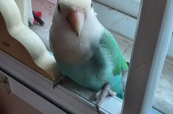 Chilled Cyan Bird Visits Hougang Home
