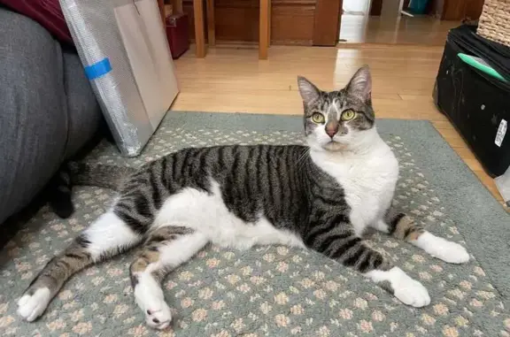 Missing cat Madison, photo: Lost Brown Tabby Cat: South Randall Ave