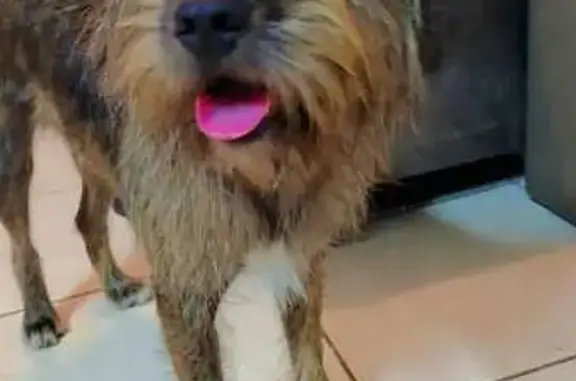 cachorro desaparecida